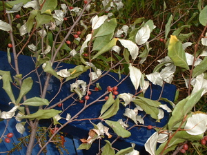 aut olive branch.jpg